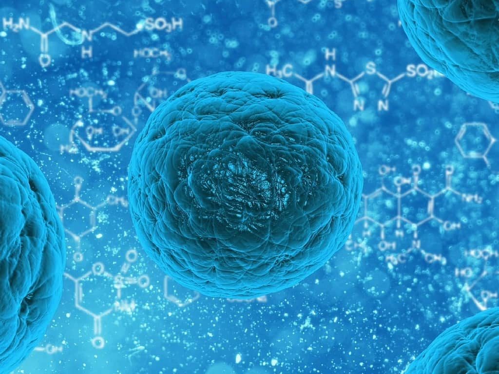 komórki macierzyste