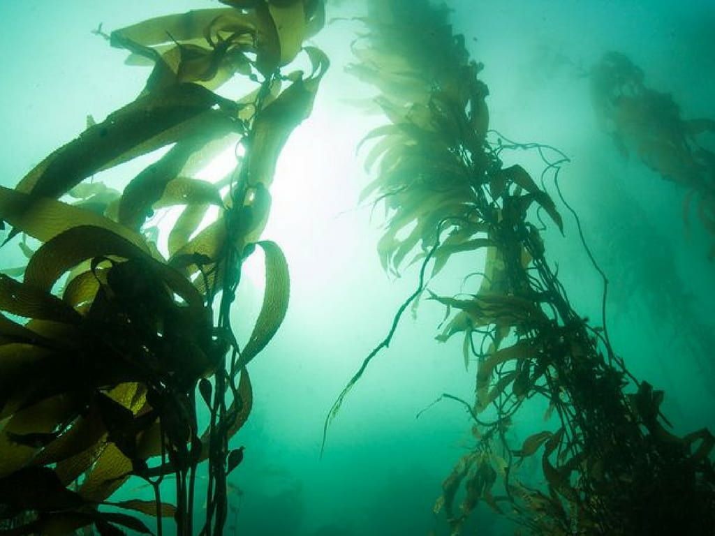 algi morskie