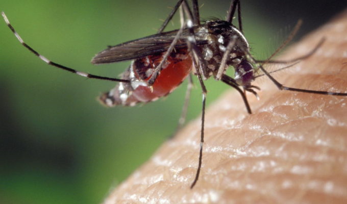 ugryzienie komara